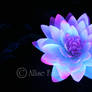 Moon Flower -Lotus Birth-