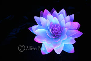 Moon Flower -Lotus Birth-