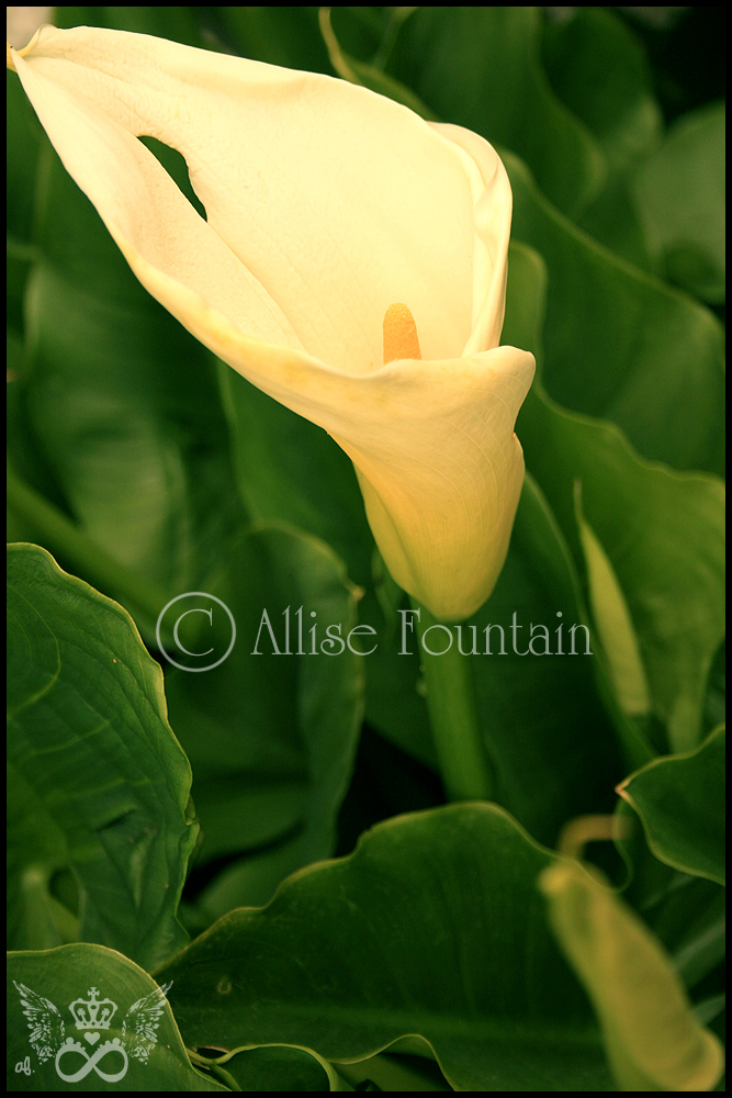 Calla Lilly 5