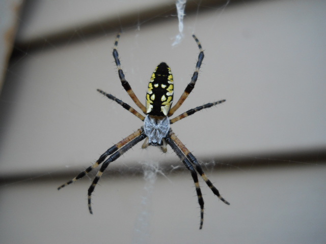 Argiope spider