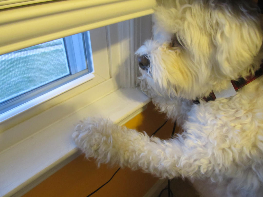 Jake Window jake window by mangosquirrel on DeviantArt