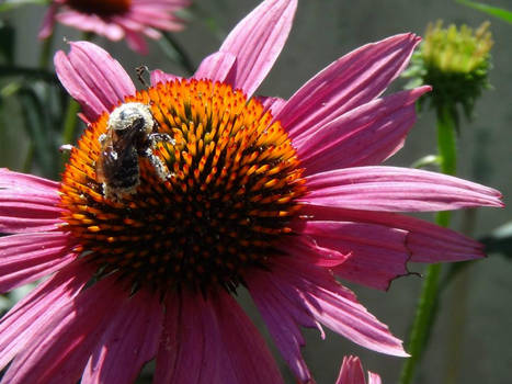 Bee on flower