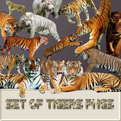 Set of tigers pngs