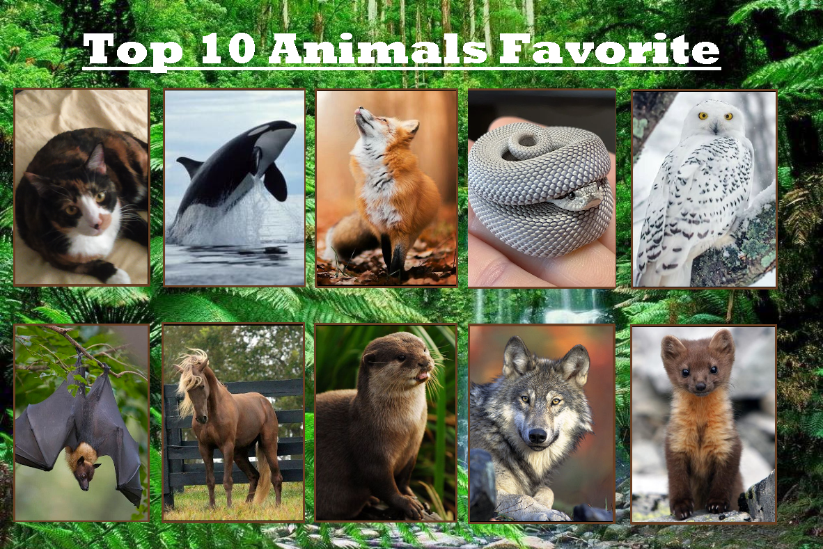 My Top 10 Favorite Animals By Hellion92 On DeviantArt my-top-10-favorite-animals-by-hellion92-on-deviantart