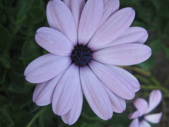 Purple Flowers