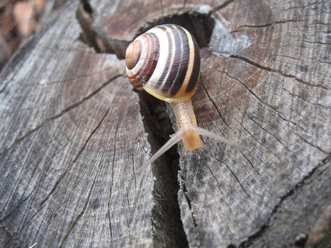 Snail