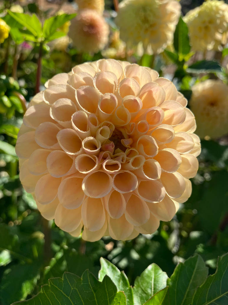 Cream dahlia by Artemis716 on DeviantArt