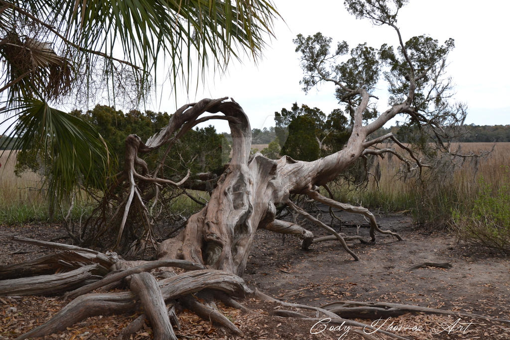 Wormsloe Plantation: Tree #2