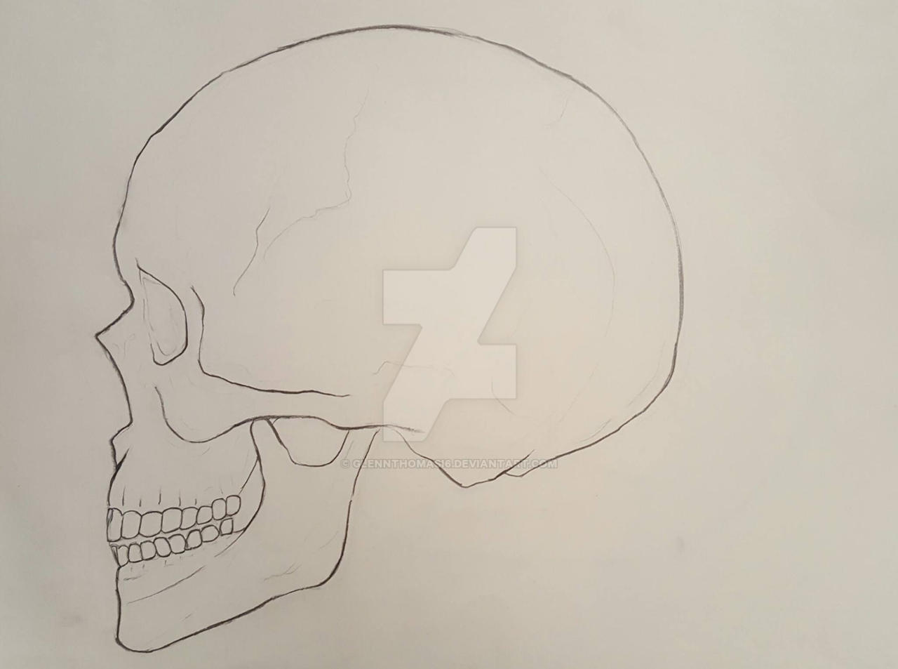 Skull Study Profile View: Contour Drawing