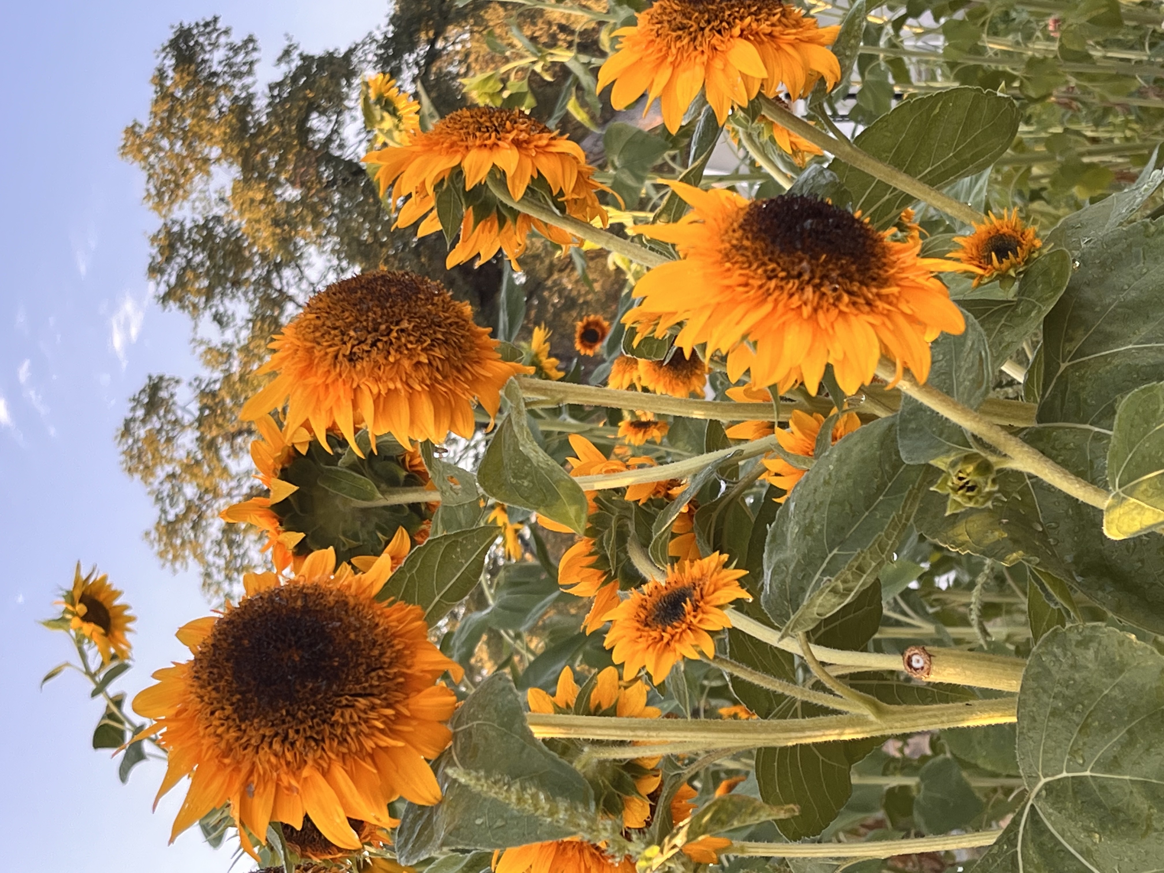 sunflow by christopheguillume on DeviantArt