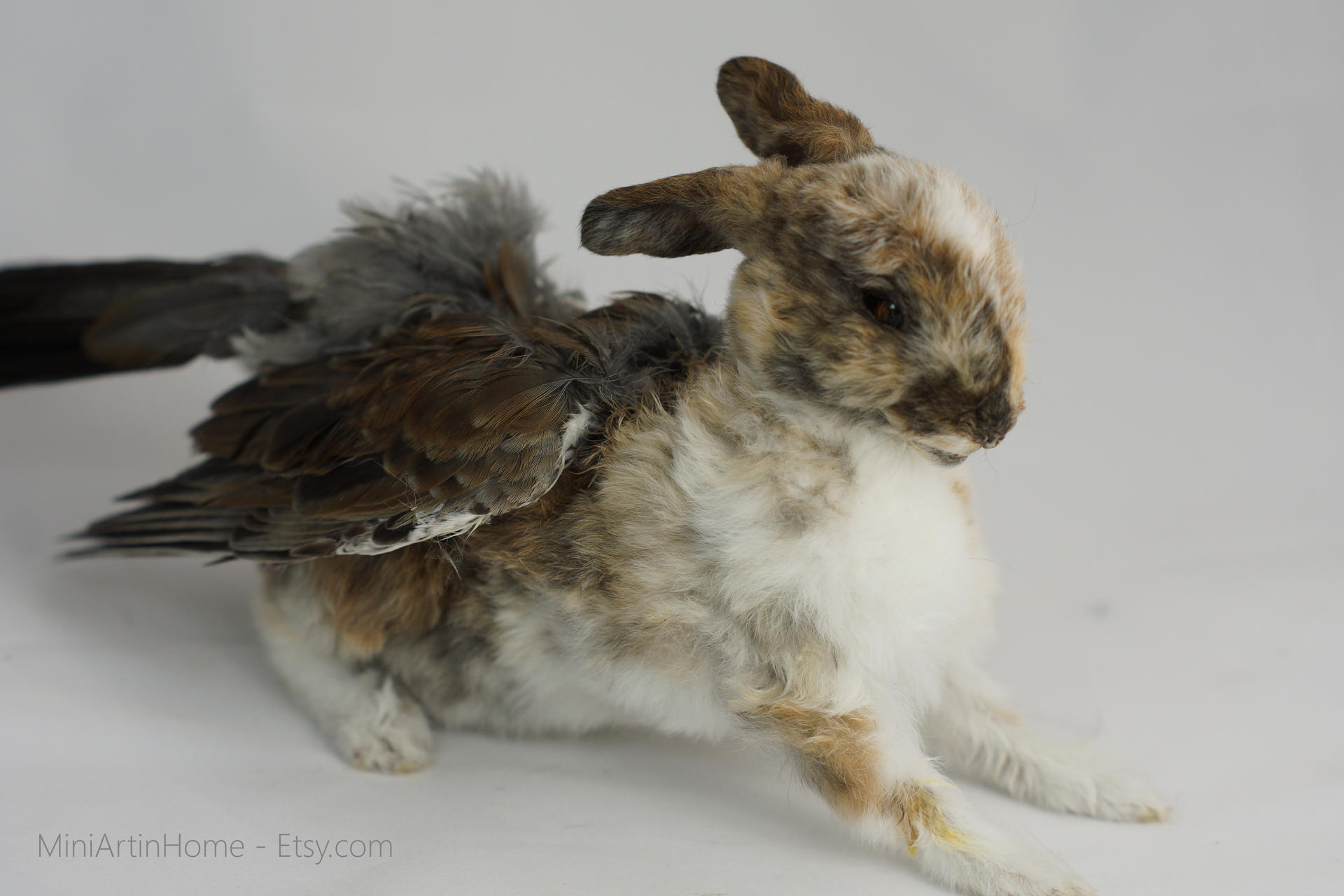 real taxidermy litte bunny rabbit fairy