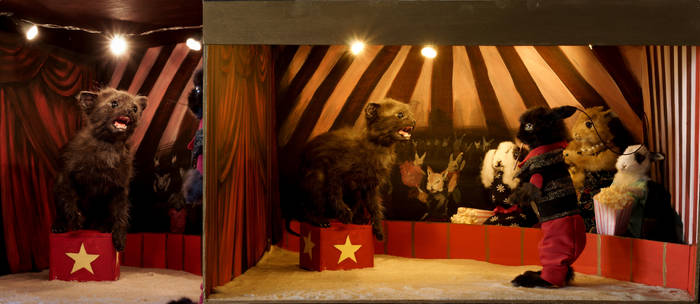 Animals circus. Taxidermy diorama