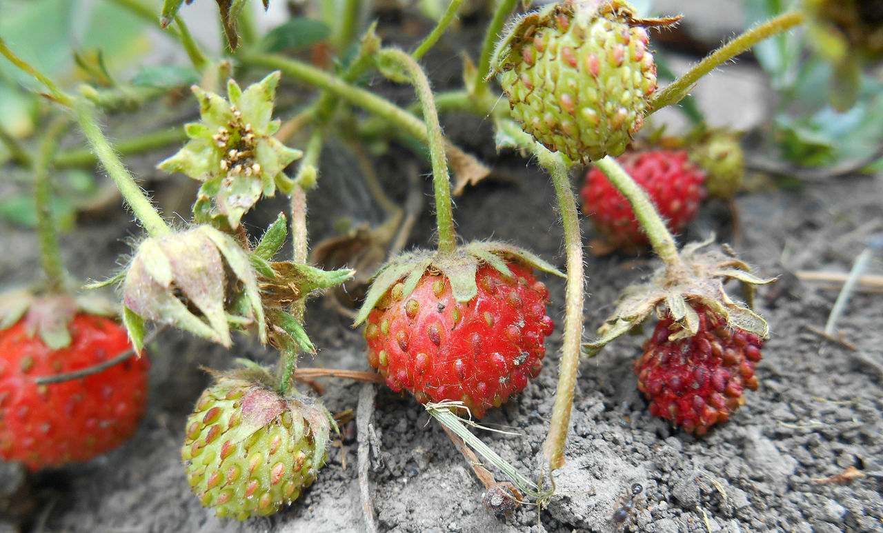 Small strawberries