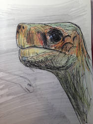 Lonesome George study