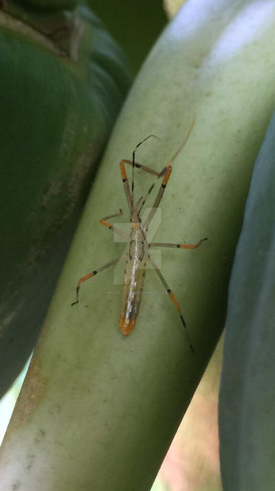 Miguel Insect Insect #1 by migueluz117 on DeviantArt
