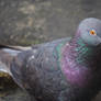 pigeon