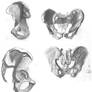 Pelvis Study