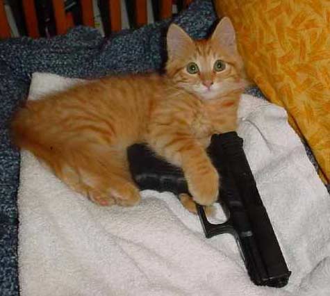 cat gun