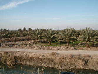 Iraqi Palm Grove