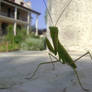 Praying Mantis