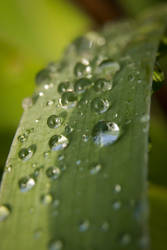 Rain drops V