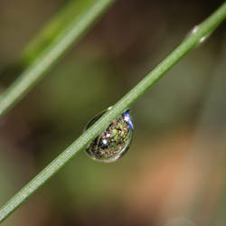 Rain drops VII