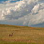 The Pronghorn