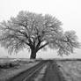 the big tree pasture