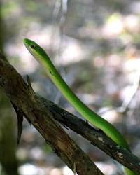 Slithering Green