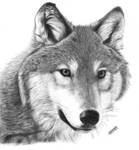 Wilus by waderra