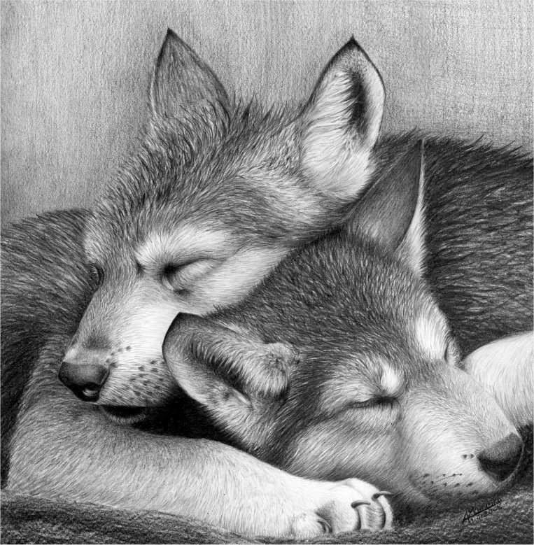Pups Wolf Wolves By Waderra On Deviantart