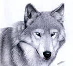 Wilkopis by waderra
