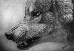 Wrr.. (wolf)