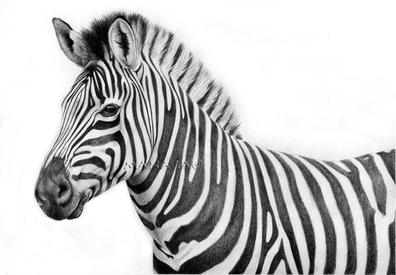 Zebra