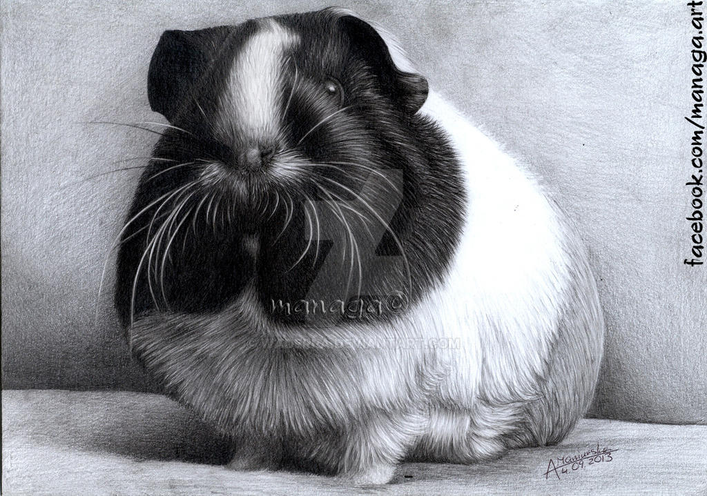 Charlie guinea pig