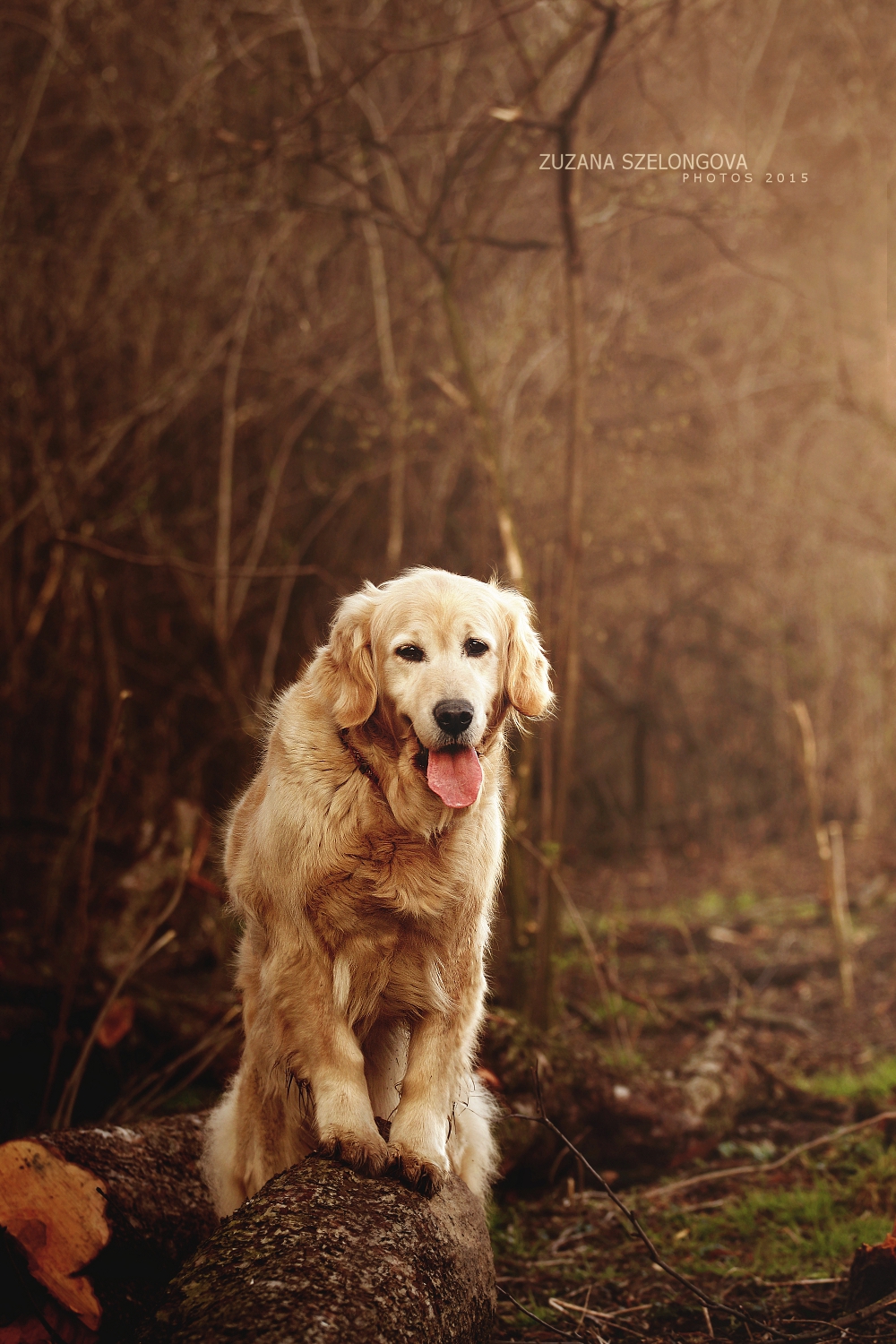 Look at me, I'm adorable standing on the tree