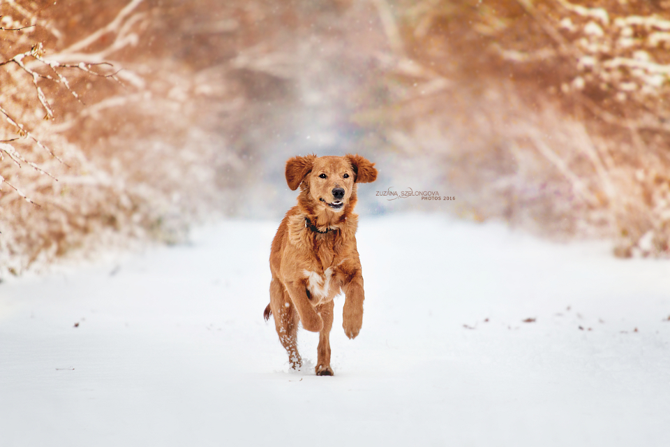 Bonnies first snow!