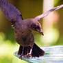 BirdBath3