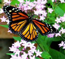 Monarch