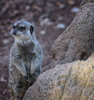 The Lookout