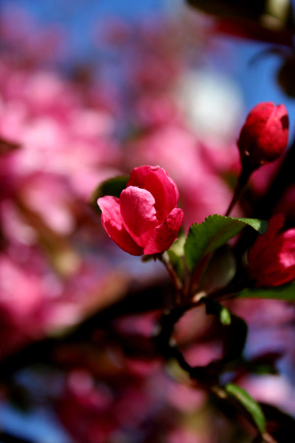 Pink Bud