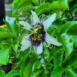 Passion Fruit Flower