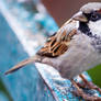 Sparrow