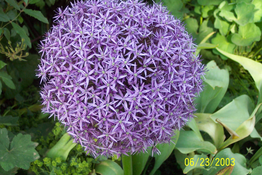 Starburst by Green-Eggs on DeviantArt