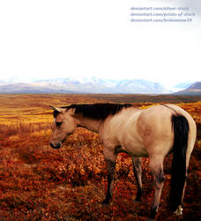 Buckskin Fall Colors