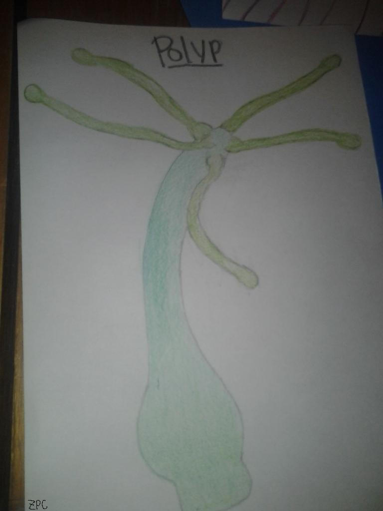 Polyp 3 by ziggypuddincup on DeviantArt