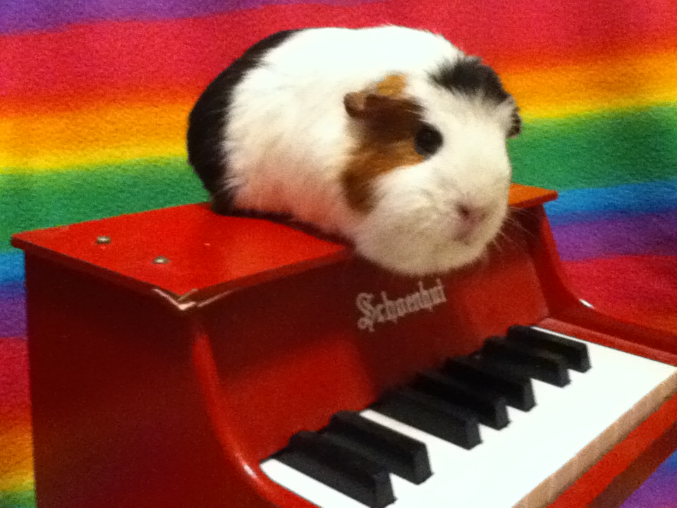 A Piggy on a Piano