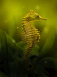 Seahorse by geograpcics