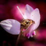 Love for cyclamens