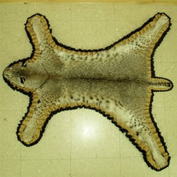 BOBCAT RUG FOR SALE MUST SELL TODAY